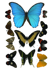 Puerto Rico Butterflies